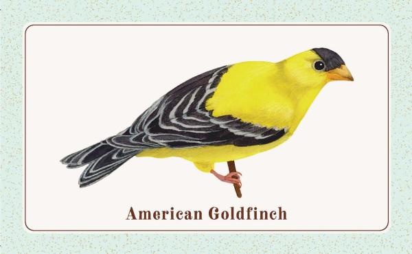 BEGINNER'S BIRDING DECK