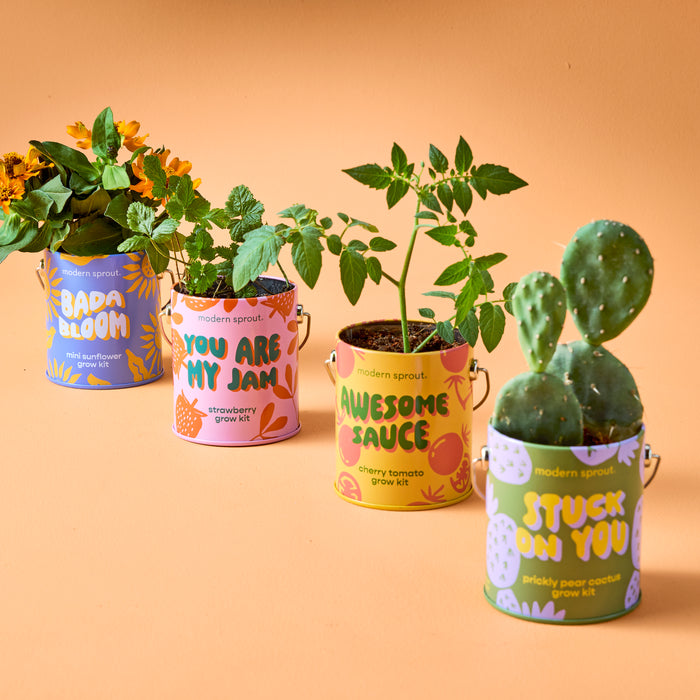 COLOR GROW KIT